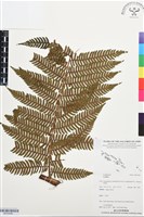 登錄號:BP03496藏品圖，第1張