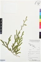 登錄號:BP03497藏品圖，第1張