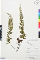 登錄號:BP03498藏品圖，第1張