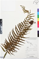 登錄號:BP03499藏品圖，第1張