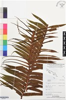 登錄號:BP03501藏品圖，第1張