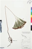 登錄號:BP03502藏品圖，第1張