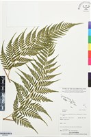 登錄號:BP03503藏品圖，第1張