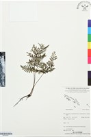 登錄號:BP03505藏品圖，第1張