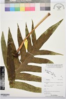 登錄號:BP03506藏品圖，第1張