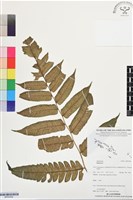 登錄號:BP03508藏品圖，第1張