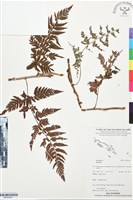 登錄號:BP03509藏品圖，第1張