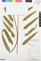 登錄號:BP03510藏品圖，第1張