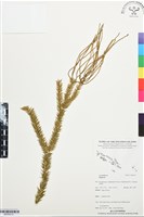 登錄號:BP03513藏品圖，第1張