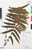 登錄號:BP03515藏品圖，第1張