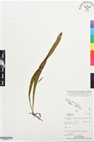 登錄號:BP03516藏品圖，第1張