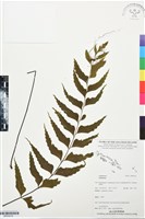 登錄號:BP03518藏品圖，第1張