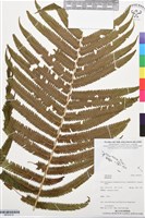 登錄號:BP03519藏品圖，第1張