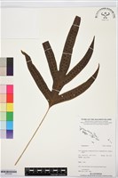 登錄號:BP03520藏品圖，第1張