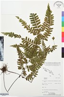 登錄號:BP03521藏品圖，第1張