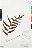 登錄號:BP03522藏品圖，第1張