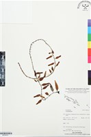 登錄號:BP03523藏品圖，第1張