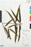 登錄號:BP03524藏品圖，第1張