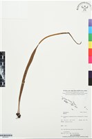 登錄號:BP03525藏品圖，第1張