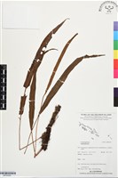 登錄號:BP03526藏品圖，第1張