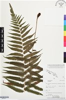 登錄號:BP03527藏品圖，第1張