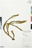 登錄號:BP03528藏品圖，第1張