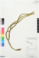 登錄號:BP03529藏品圖，第1張