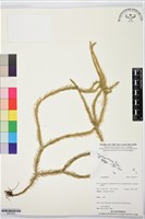 登錄號:BP03530藏品圖，第1張