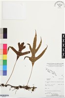 登錄號:BP03531藏品圖，第1張