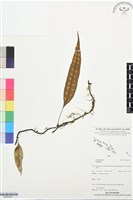 登錄號:BP03532藏品圖，第1張