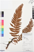 登錄號:BP03533藏品圖，第1張