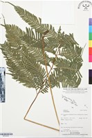 登錄號:BP03534藏品圖，第1張