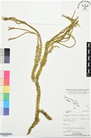 登錄號:BP03535藏品圖，第1張