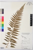 登錄號:BP03537藏品圖，第1張