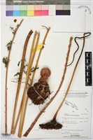 登錄號:BP03537藏品圖，第2張