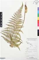 登錄號:BP03538藏品圖，第1張