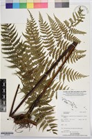 登錄號:BP03539藏品圖，第1張