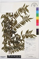 登錄號:BP03542藏品圖，第1張