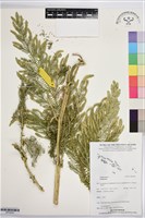 登錄號:BP03543藏品圖，第1張