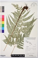 登錄號:BP03544藏品圖，第1張