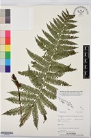 登錄號:BP03545藏品圖，第1張