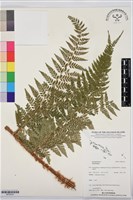 登錄號:BP03547藏品圖，第1張