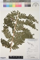 登錄號:BP03548藏品圖，第1張