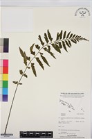 登錄號:BP03549藏品圖，第1張