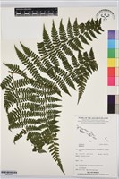 登錄號:BP03550藏品圖，第1張