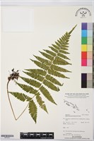 假蹄蓋蕨、東洋蹄蓋蕨藏品圖，第1張