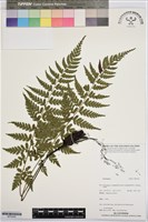 登錄號:BP03552藏品圖，第1張