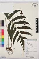 登錄號:BP03555藏品圖，第1張