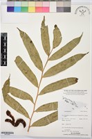 登錄號:BP03556藏品圖，第1張