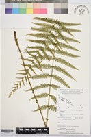 登錄號:BP03557藏品圖，第1張